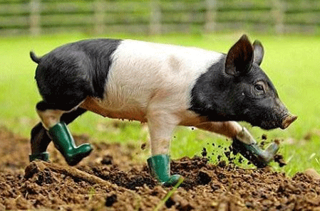 农业部:生猪调出大县奖励政策 前500名给予资金支持