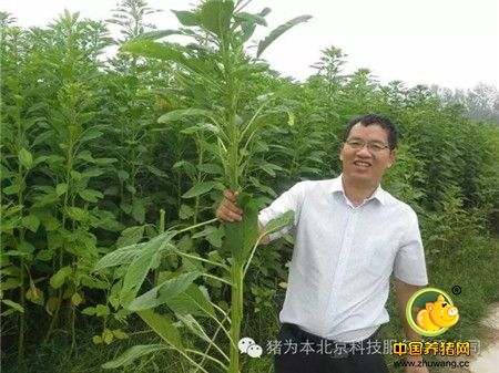 说实话、做实事、以猪为本、传递正能量 思想着的草根养猪人