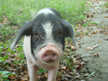 警方发力抓获5名偷猪贼 近百头被盗生猪回家了