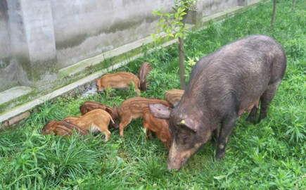 福建漳州：男子私设500米电网电山猪 不料电死亲哥哥