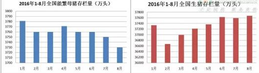 这些数字是否真能威胁后市猪价?