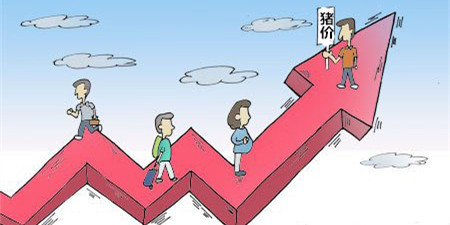 你信吗?今年养殖赚百万,明年猪价或7元