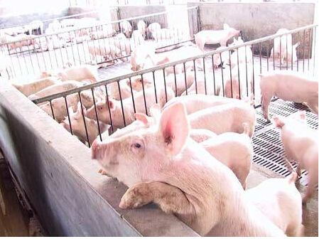 不能只看存栏数据猪周期还是存在的 南方养殖户逢高出栏为宜