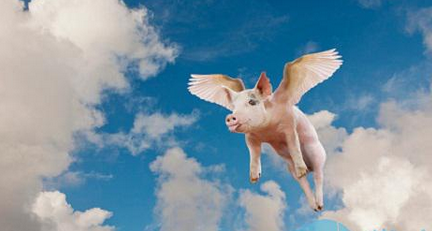 8月进口猪肉再超19万吨 1-8月总量已超政府预期