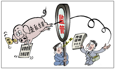 震惊！广西某大型屠宰场高峰时期竟有77%是走私猪