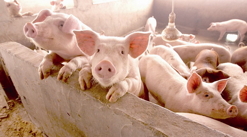 农业部：南方部分地区生猪存栏调减超1600万头