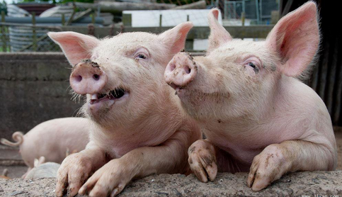 再建5000家门店,10年内温氏上市肉猪将破5000万头