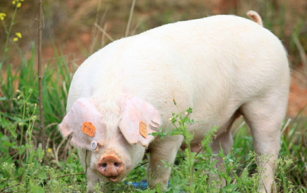 猪也咬人!母猪护犊心切咬伤湘潭农妇 伤情堪忧