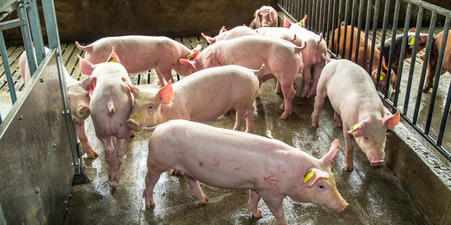 江西萍乡:诈骗768万元 一养猪场老板犯法进班房