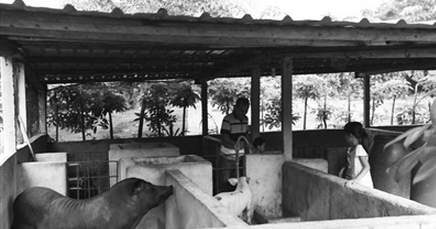 海南:因地制宜 你种香蕉我养猪 赚钱脱贫不是梦