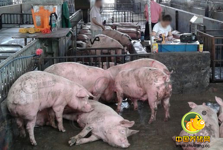 可怕！广西查获越南走私猪26.26万头，案值4.35亿