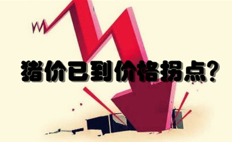 猪价8.3元/斤创今年最低，上涨指日可待？