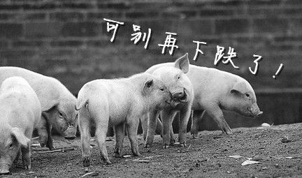 猪价继续下跌可能性不大，可能快要回涨了！