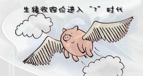 生猪收购价进入“7”时代 猪价就像坐上“过山车”