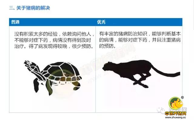 转疯！9张图告诉你：养猪要赚钱你只差这一步！