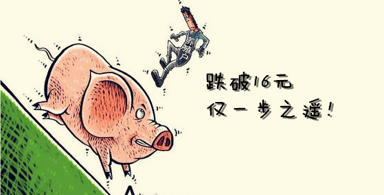 眼看猪价就要跌破16块，你该怎么做？