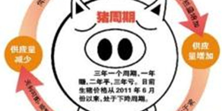猪周期未破"进口猪"来袭 生猪缘何难脱价格怪圈