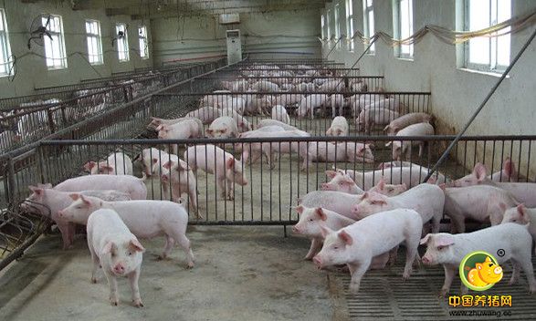 南方地区养殖规模将调减 今后养猪业将在玉米主产区发展？
