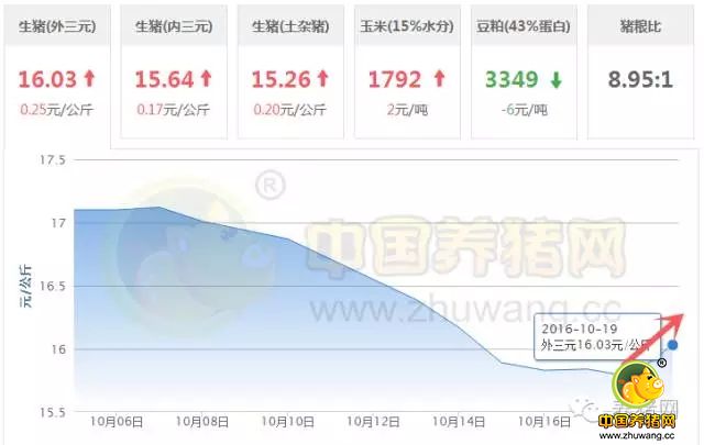 又涨了！平均涨2毛6！压栏？补栏？下一步怎么走？