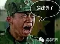 又涨了！平均涨2毛6！压栏？补栏？下一步怎么走？