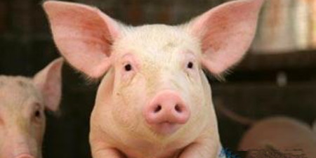 进口猪激增270%冲击国内市场 猪价终于停止狂奔