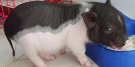 猪崽没满月就办“身份证” 打针生病都记录在案