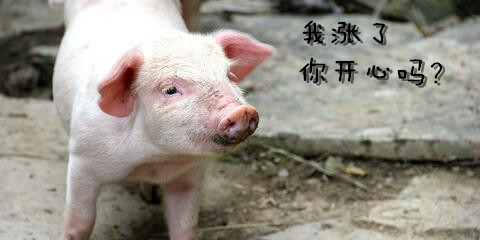 天气渐凉，猪价回暖，路在何方？