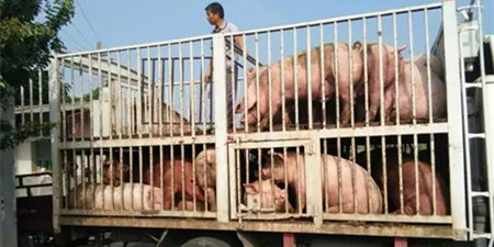 养猪多年几乎没卖过低价，他是怎么做到的？