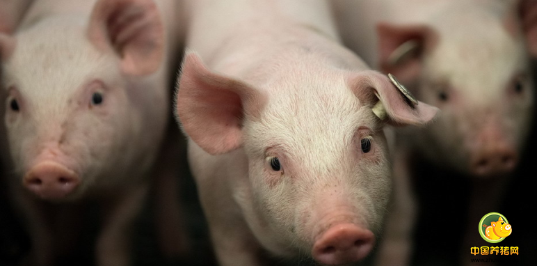 全国猪价连涨3天冲上8元，俄罗斯猪肉进入东北！