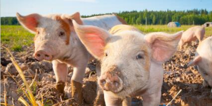 山东：为整治门楼水库环境 最大养猪场被全部被拆除