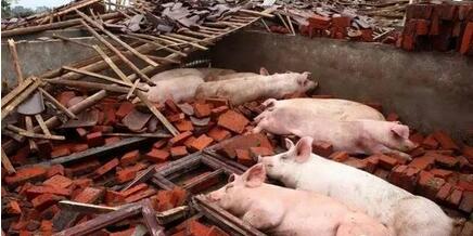 能在俺们自己承包地里建猪场吗？权威部门这样说