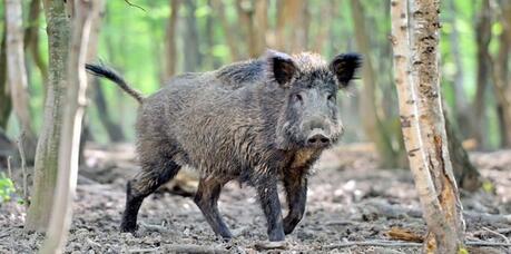 四川:野猪咬死人,特警搜寻一天未见到活的