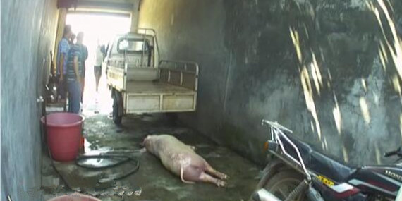 男子大肆收购病死猪肉后竟卖出1万多斤