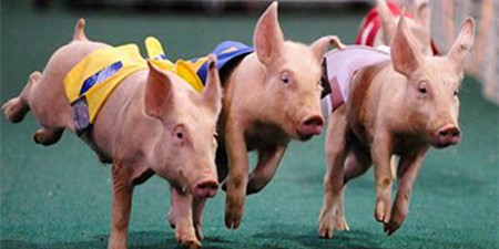 屯昌养猪场“变身”休闲农场 全县发展生态循环农业