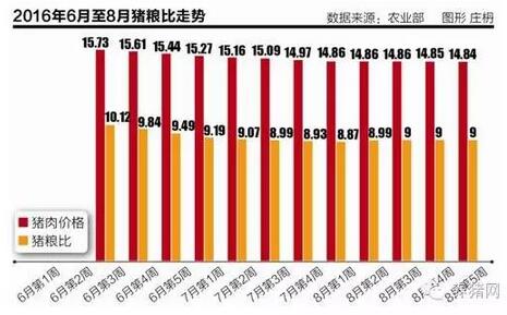 气愤！猪价涨一毛！猪经济却说没有这回事！为什么你卖猪总亏？