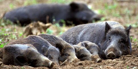 业务与技术的完美结合 大学生村官搭档猪倌养野猪