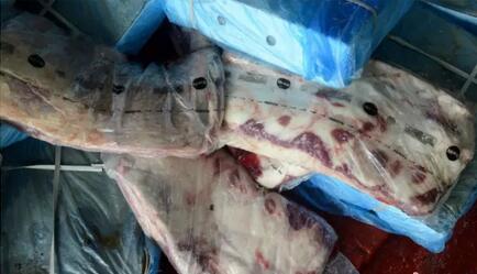 猪价半个月上涨近1块！但走私肉多了，不严防会怎样