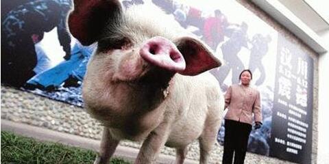 别担心，今年过年难现“猪坚强” 生猪价格上涨压力小