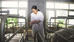 椒江有个“猪姑娘” 养猪养成了“台州师傅”