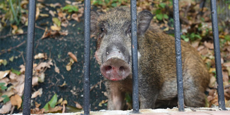 野猪下山咬伤7旬保安 此地竟然经常有野猪家庭出没