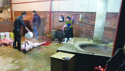 安徽：淮南传出“凌晨杀猪声” 黑屠户反侦察售卖无证猪肉