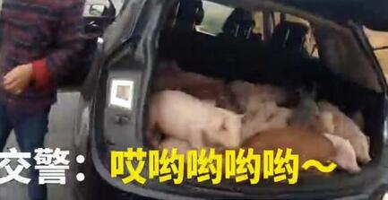 后备箱塞20只猪宝宝上高速交警看傻