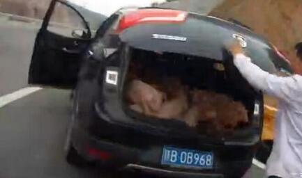 后备箱塞20只猪宝宝上高速交警看傻