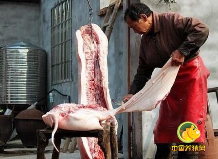 这个村出了个“小马云”：带着160户穷乡亲养猪致富