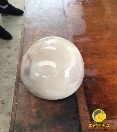 震惊!男子杀猪掉出白色“哪吒”? 专家却是这样说……