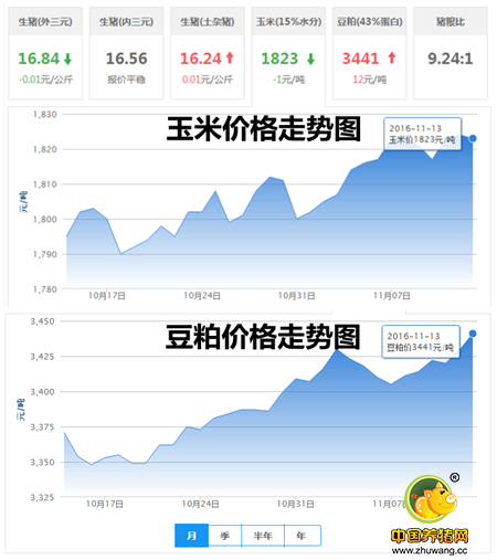 11月13日猪评：东北猪价持续上涨 南方要涨还得老天放晴