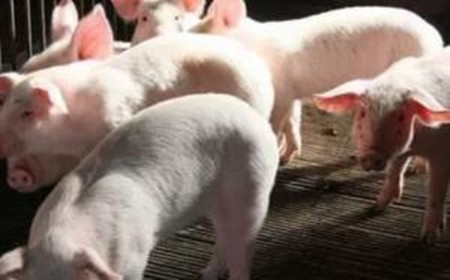 猪场今年顽固性咳喘特别多，为什么治不住？怎么破？