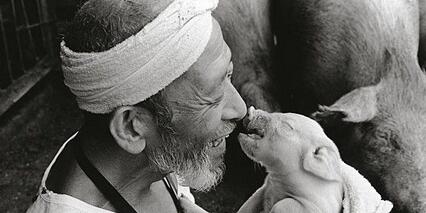 养猪人养猪年赚五十万,现在却只能关闭,怎么了?