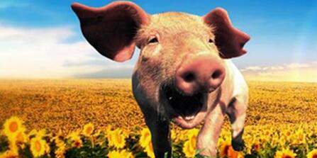 养殖户“双十一”狂欢，8小时买了70吨饲料……