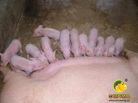 断奶仔猪日粮原料的选择